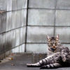セクシーな猫