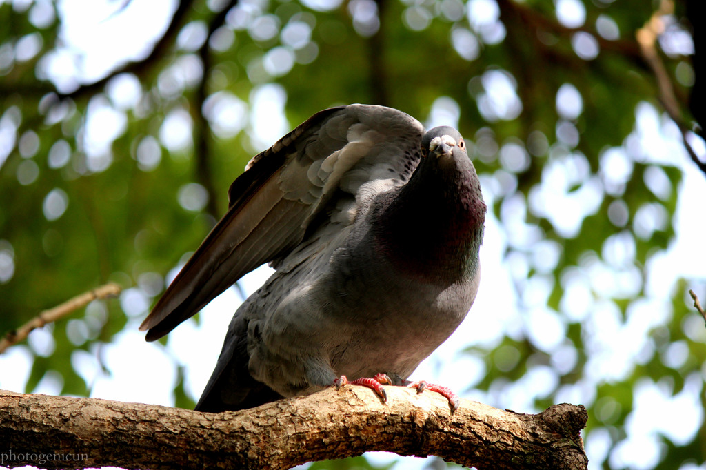 鳩