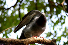 鳩