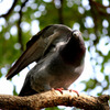 鳩