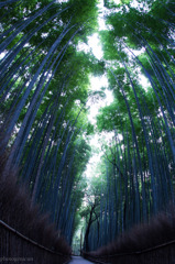 竹林①