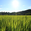 伸びる伸びる