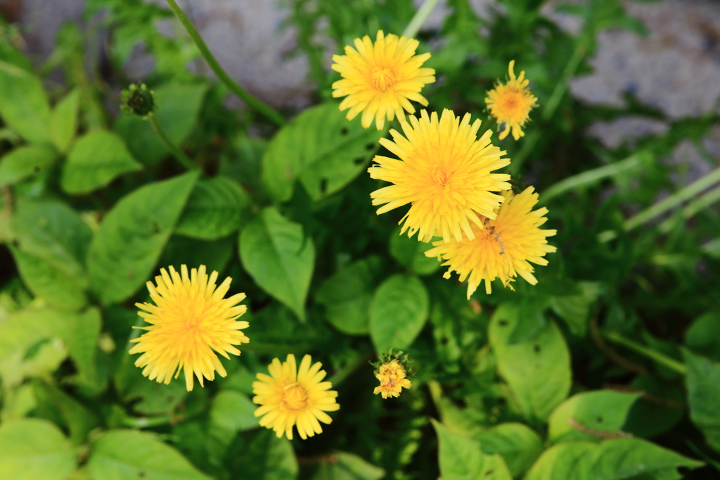 春の花火