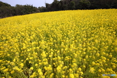 菜の花畑