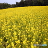 菜の花畑