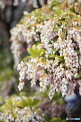 鈴の花