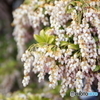 鈴の花