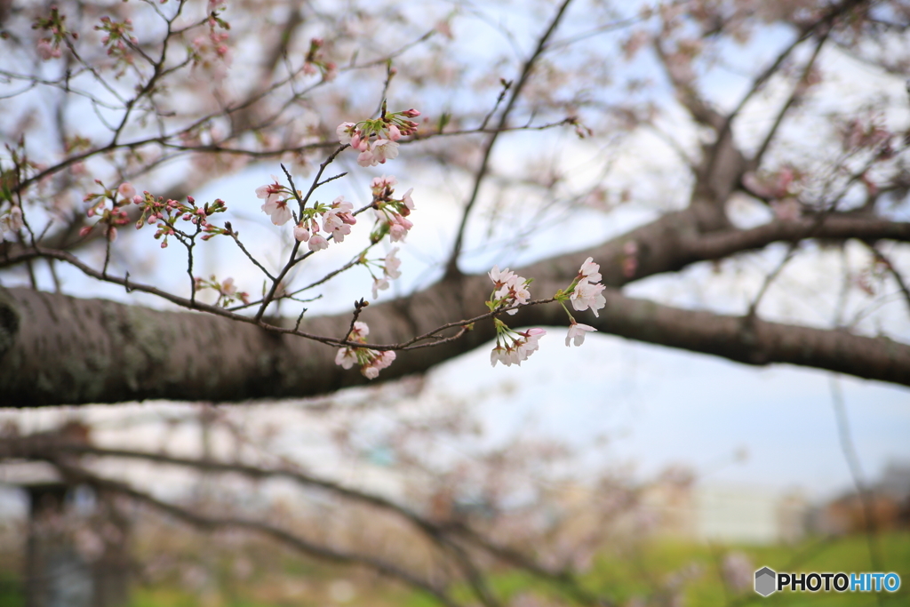 2017桜開花！！