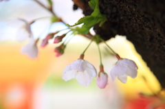 桜色パレット