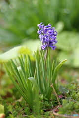 ネギの花（・3・）