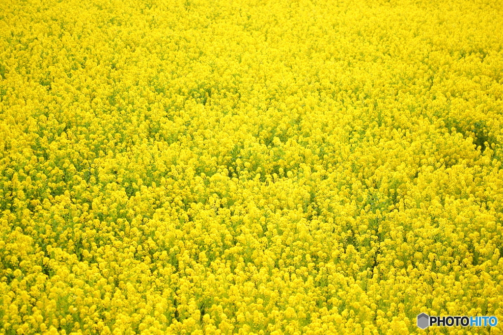 菜の花だくだく