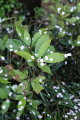 桜化粧