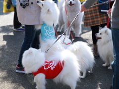 白いもふもふの日