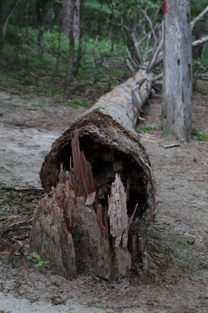 Trees lying