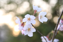 夕日に微笑む桜