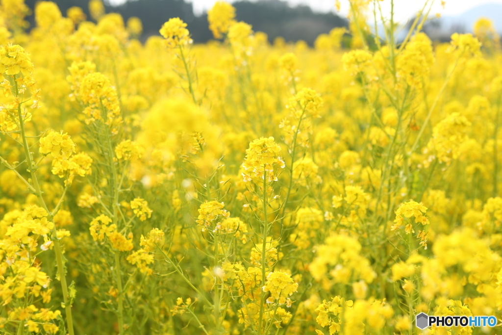 葉の花爛漫