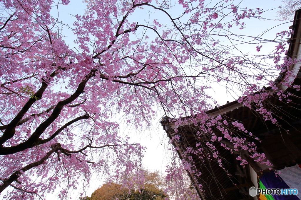 お寺の枝垂桜