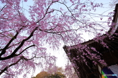 お寺の枝垂桜