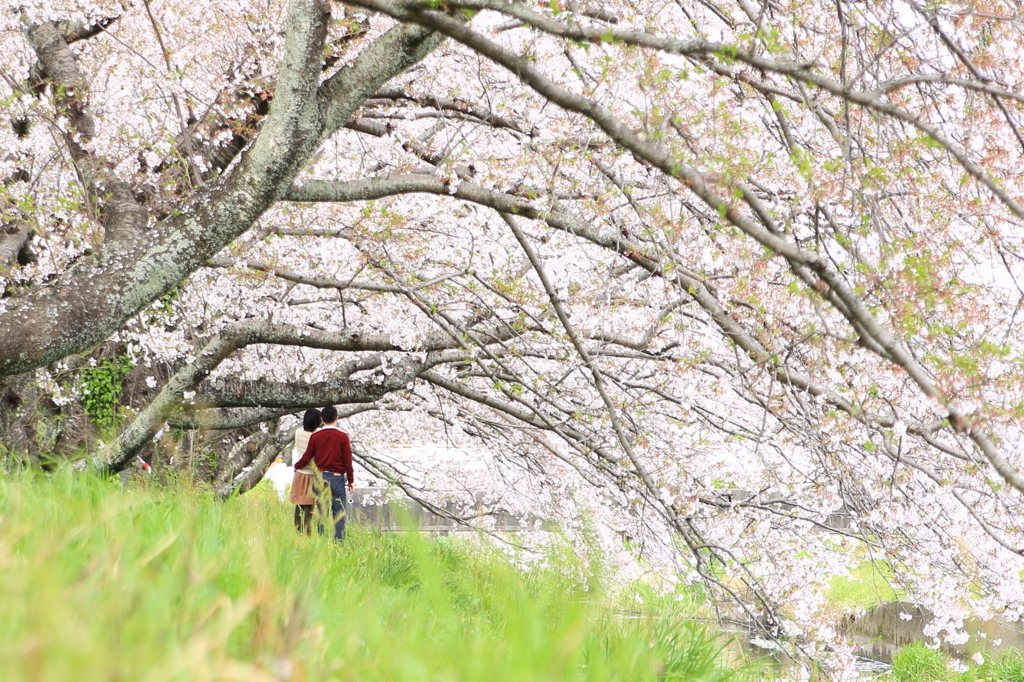 桜の木の下で