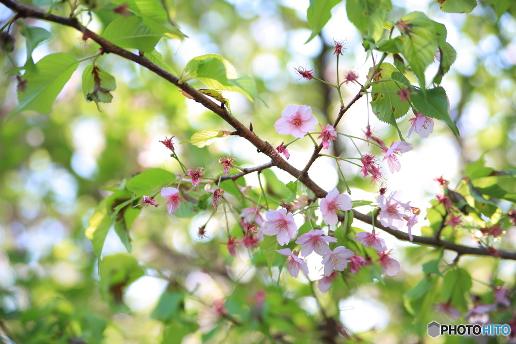 河津桜もうひと踏ん張りだ！