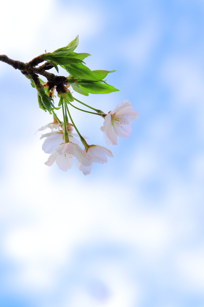 桜撮影日和♪