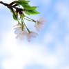 桜撮影日和♪