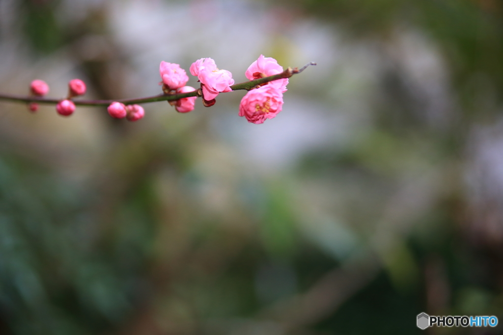 春が近づく