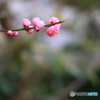 春が近づく