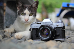 猫とAE-1