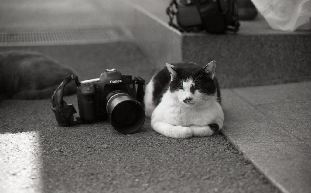 猫とカメラ 