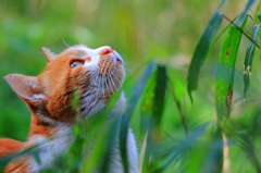 猫さん何を見てるの？