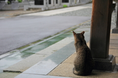 雨宿り