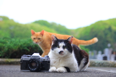 2匹の猫とカメラ