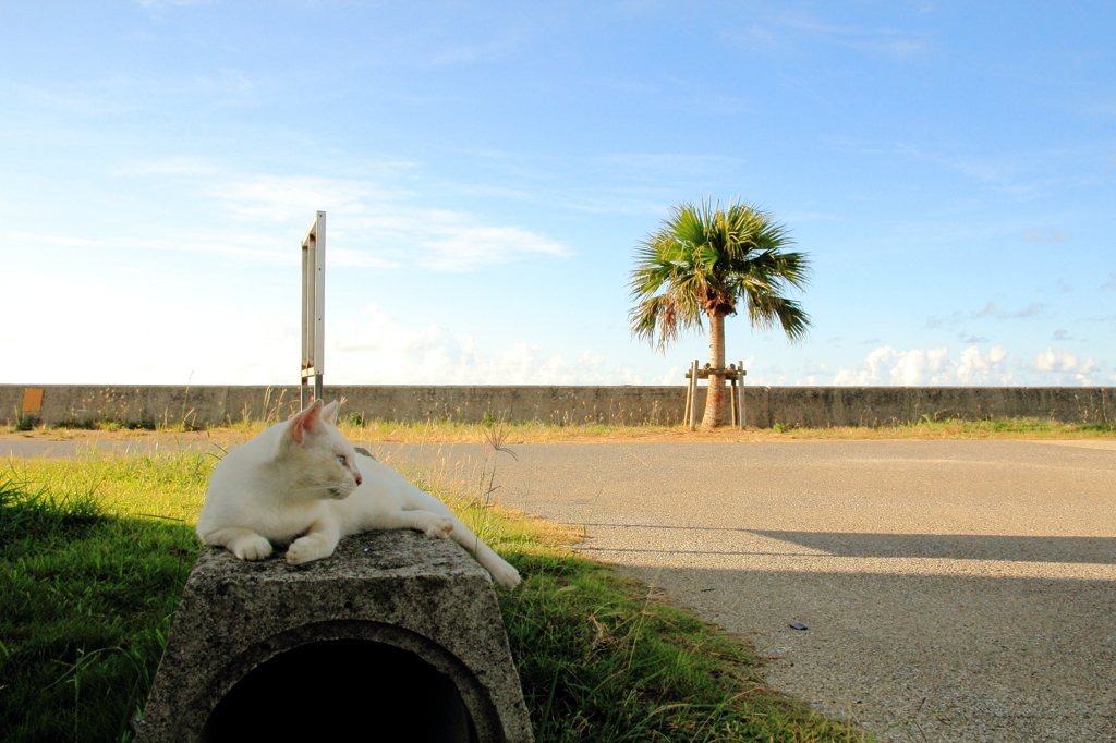 猫の夏