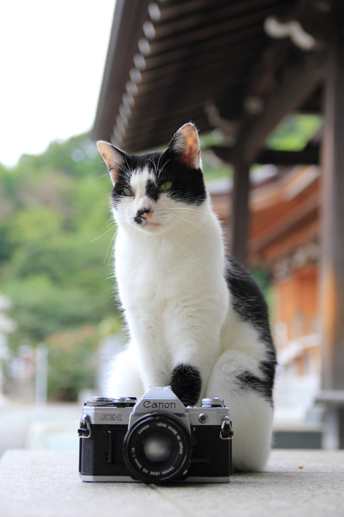 猫のカメラマン