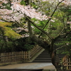 桜の木の下で