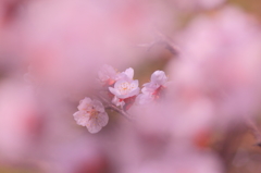 桜の中の桜