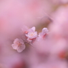 桜の中の桜