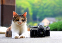 Cat and camera
