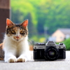 Cat and camera