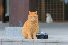 猫とカメラ