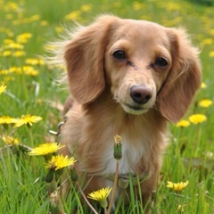 愛犬とタンポポ