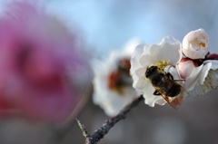 こっちの蜜は甘いぞ♬