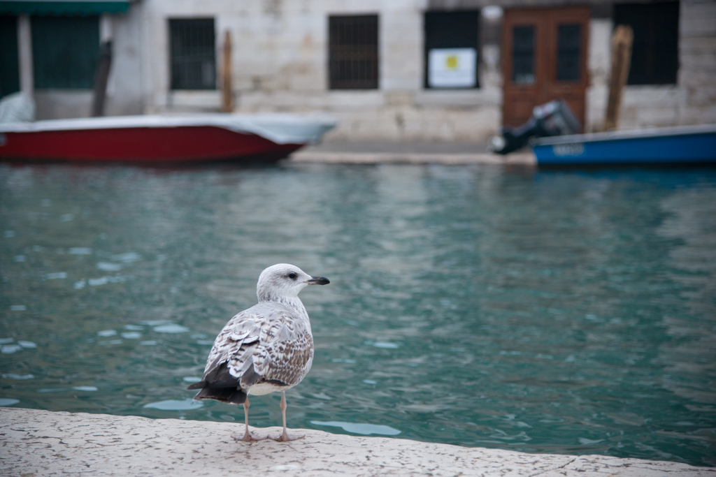 Venezia