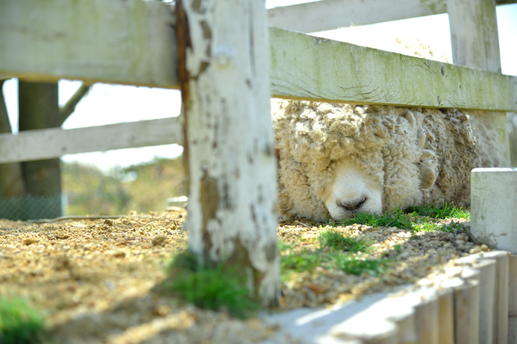 オヤジの休日