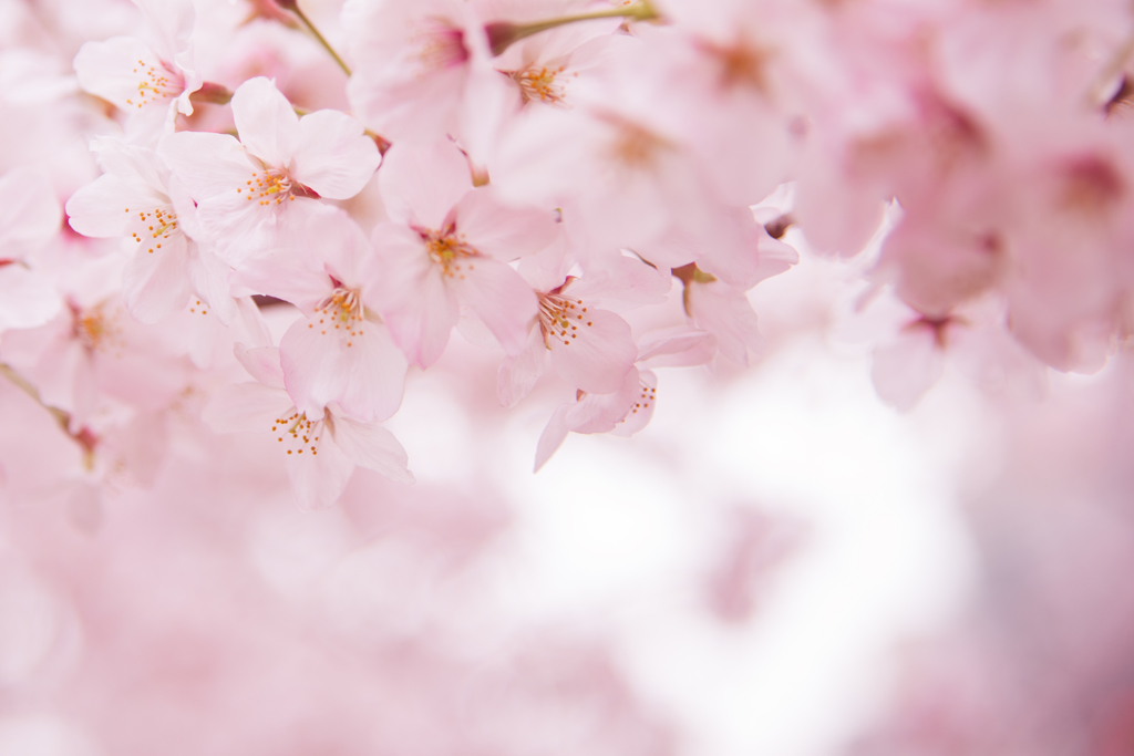 cherry blossoms