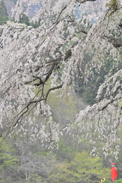 しだれ桜とお地蔵さん