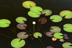 白い華