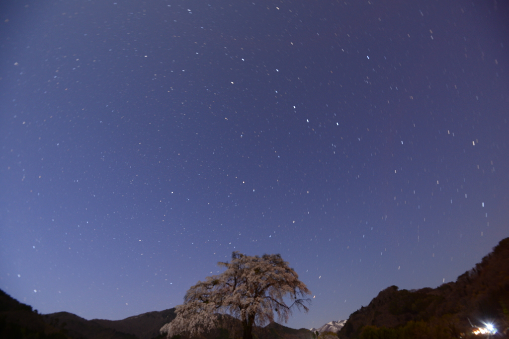 夜桜