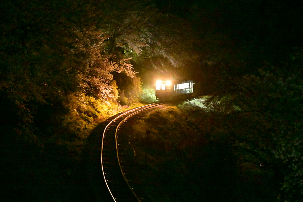 夜桜咲く‼️わたらせ渓谷鉄道